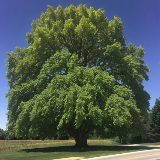 American Sycamore Tree Seeds