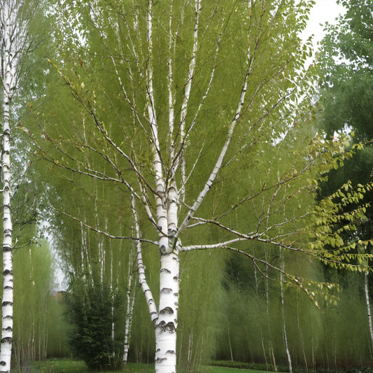 Asian White Birch Tree