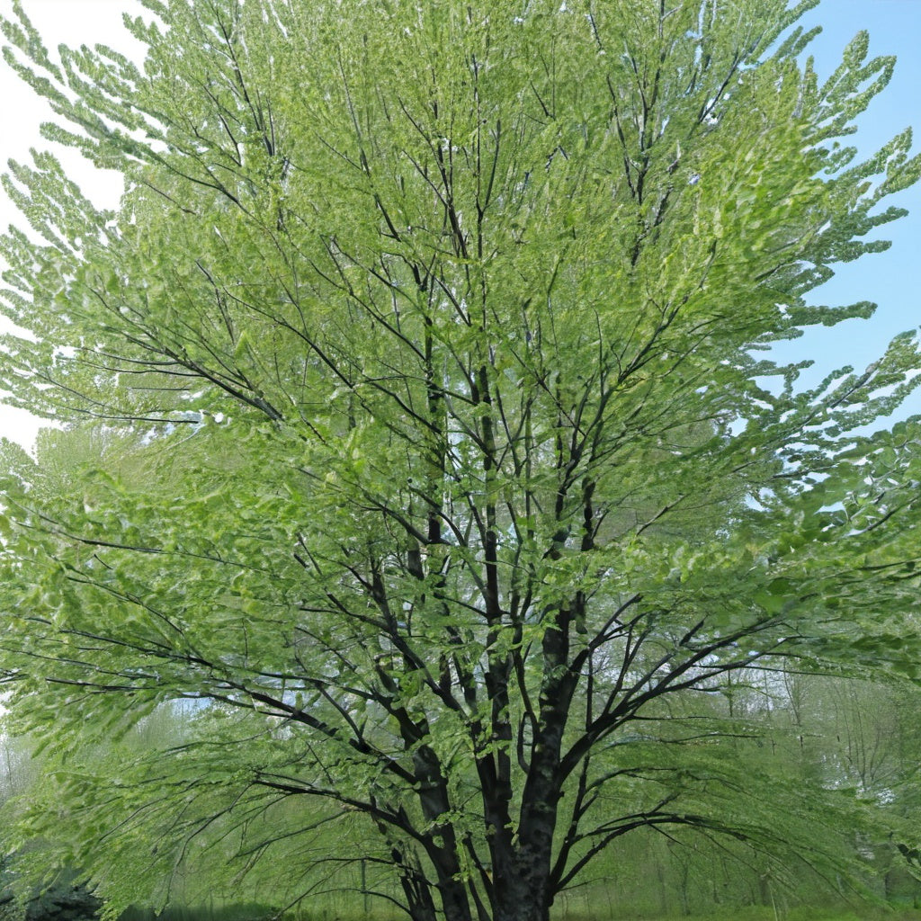 Black Alder Tree