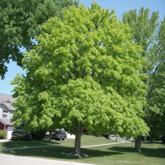 Boxelder Maple Tree Seeds