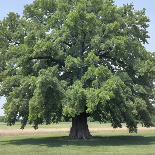 Bur Oak Tree