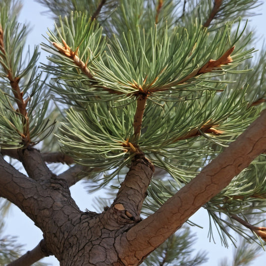 Calabrian Pine Tree