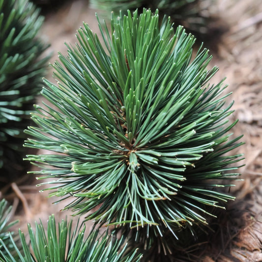 Chilgoza Pine Tree