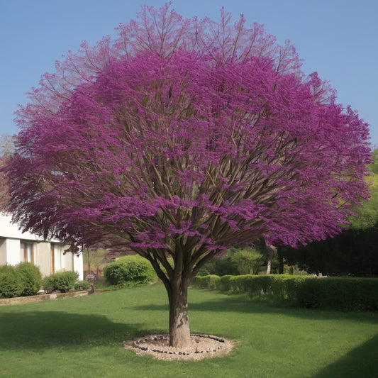 Chinese Redbud Tree Seeds