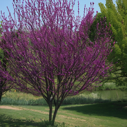 Eastern Redbud Tree Seeds