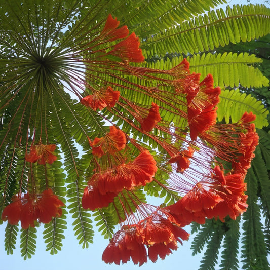 Flamboyant Tree Seeds