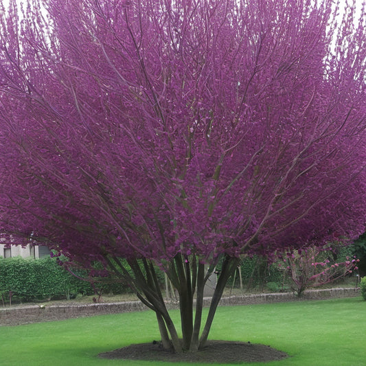 Giant Redbud Tree Seeds