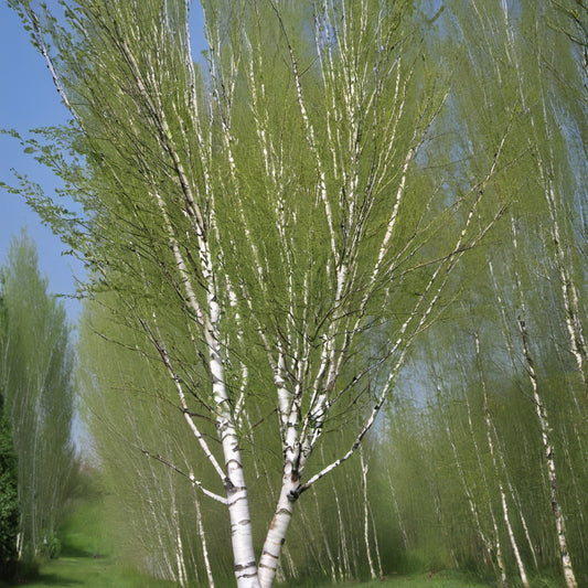 Gray Birch Tree Seeds