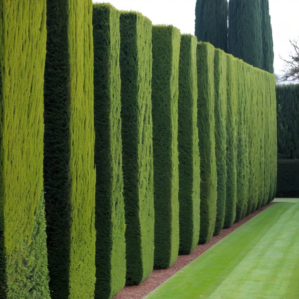 Italian Cypress Tree