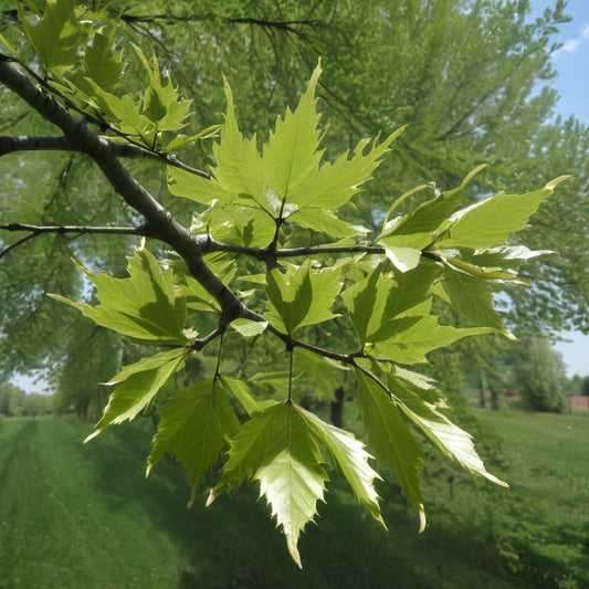 Korean Hornbeam Tree Seeds