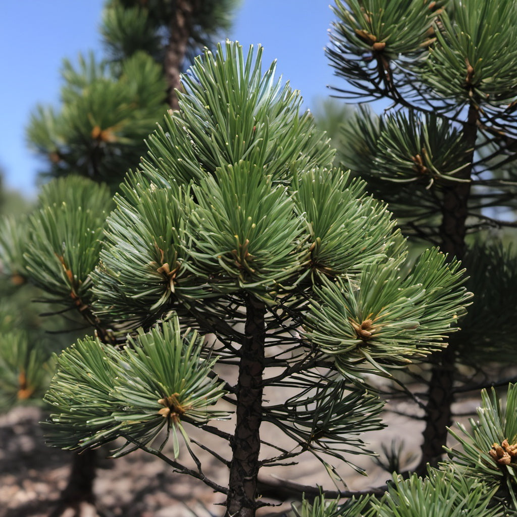 Lacebark Pine Tree