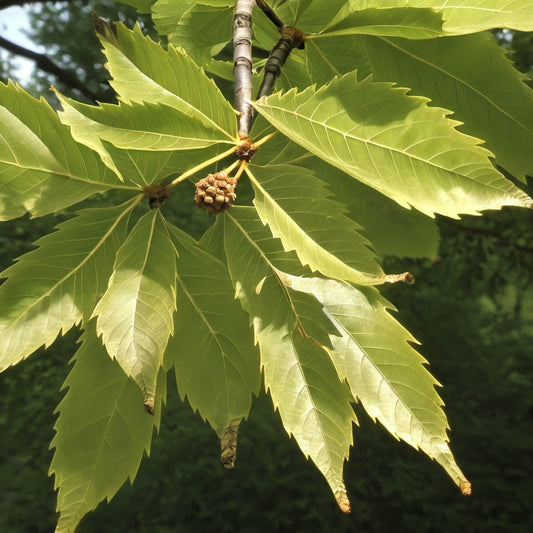 Loose Flower Hornbeam Tree Seeds