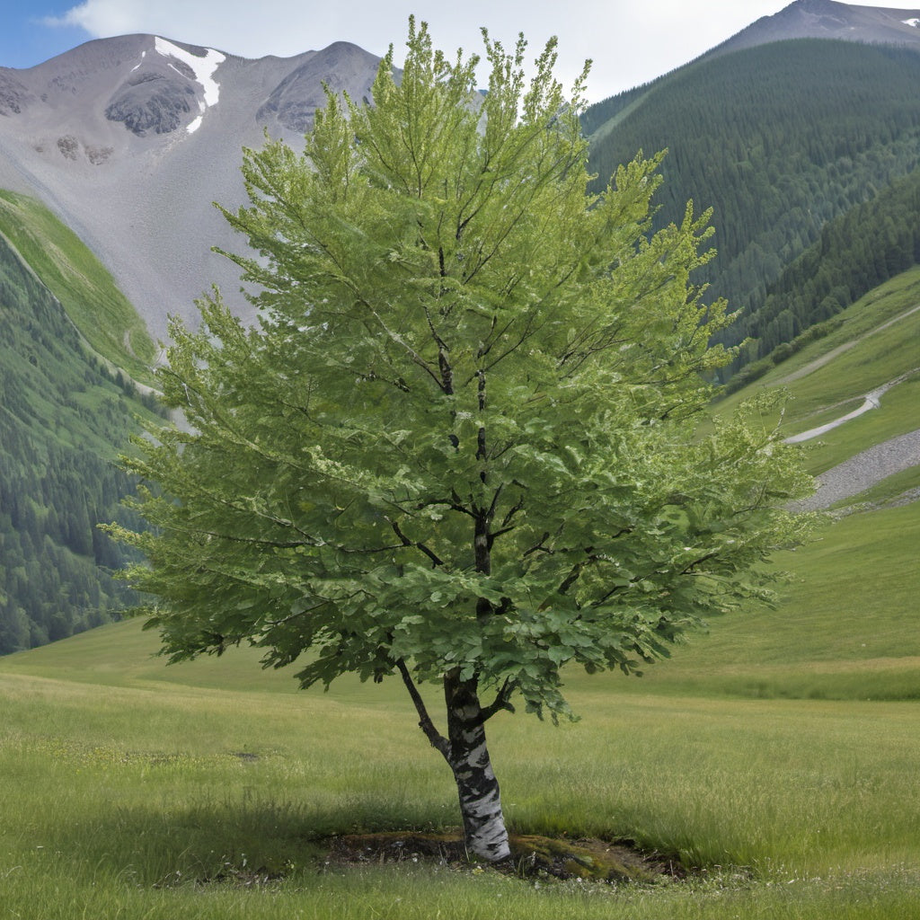 Mountain Alder Tree