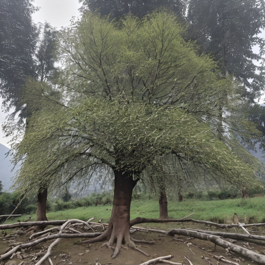 Nepal Alder Tree