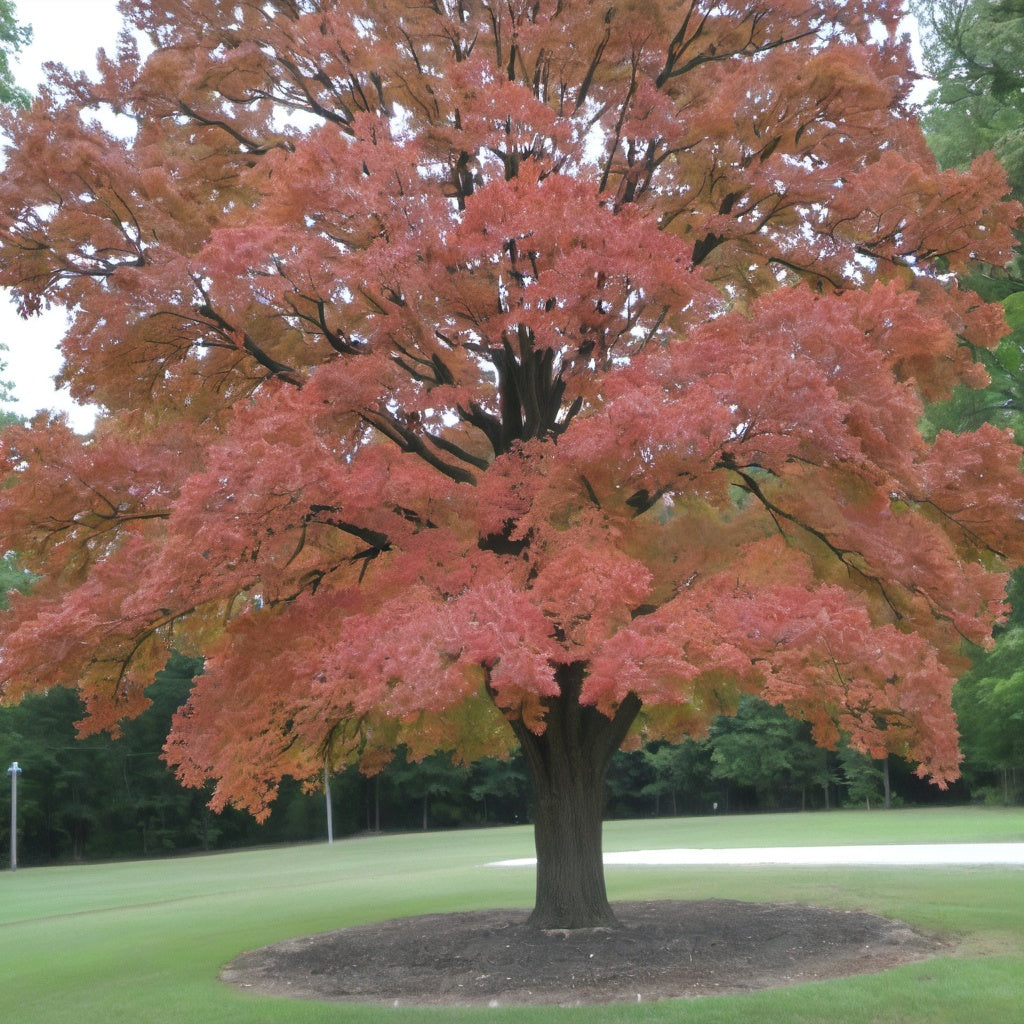 Northern Red Oak Tree