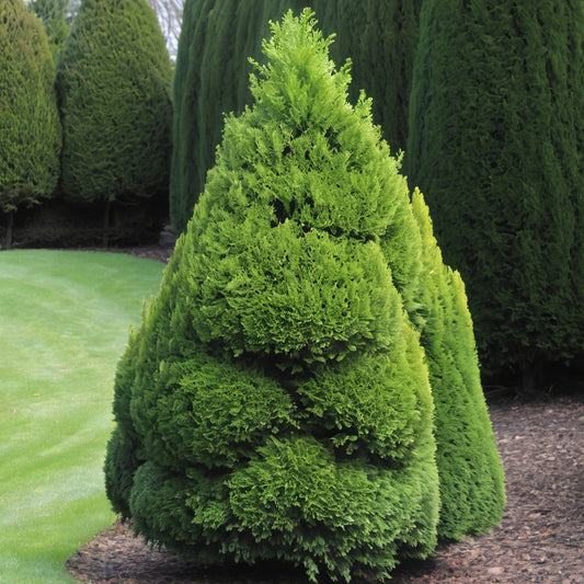 Oriental Arborvitae Tree Seeds