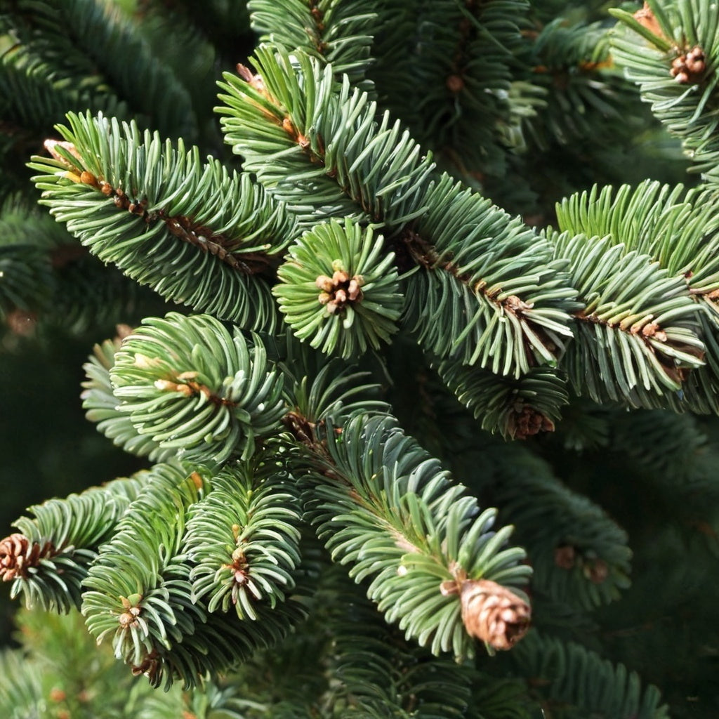 Oriental Spruce Tree