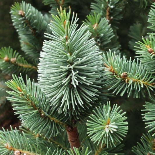 Pacific White Fir Tree Seeds