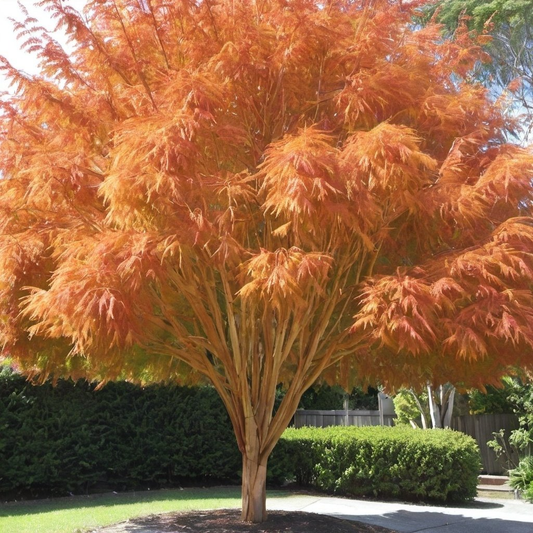 Paperbark Maple Tree Seeds