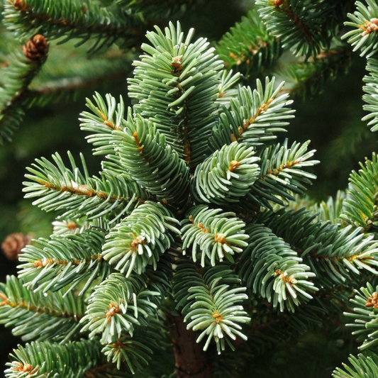 Red Fir Tree Seeds