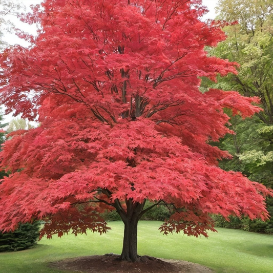 Red Maple Tree Seeds