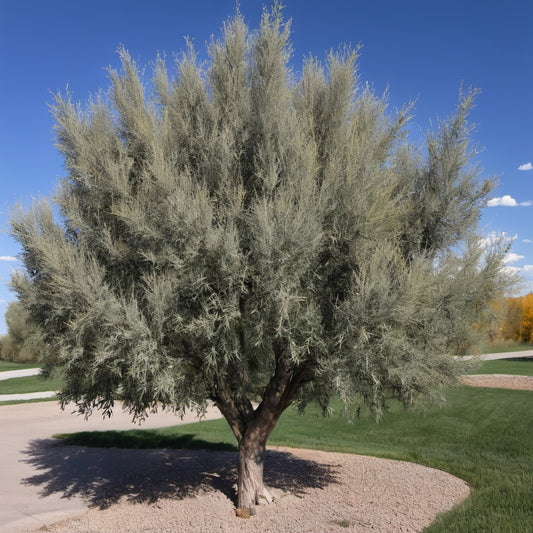 Russian Olive Tree Seeds