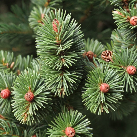 Serbian Spruce Tree