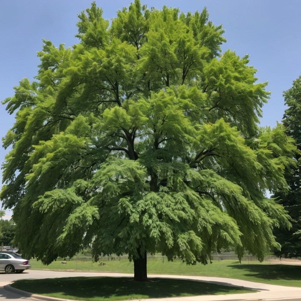 Siberian Elm Tree Seeds