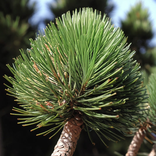 Swiss Stone Pine Tree