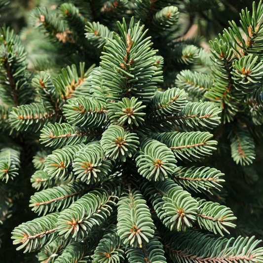 Turkish Fir Tree Seeds