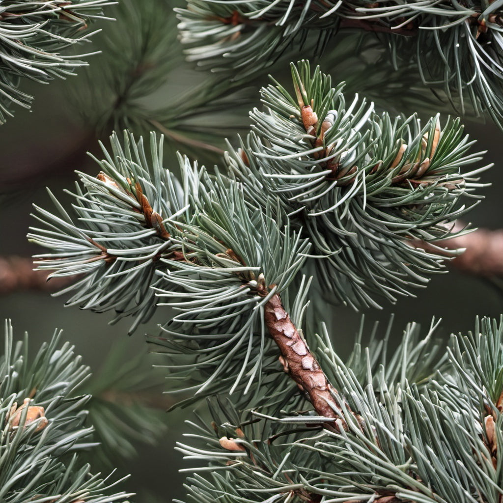 Western Himalayan Pine Tree