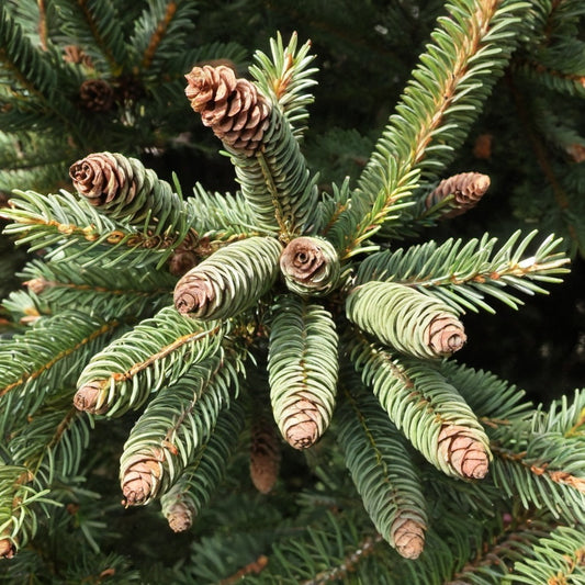 West Himalayan Spruce Tree