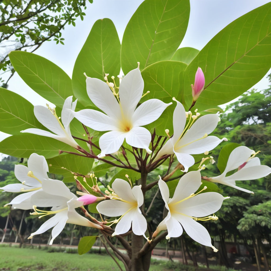 White Orchid Tree Seeds